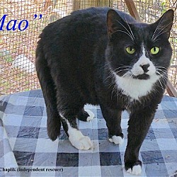 Thumbnail photo of Mao - NC #1