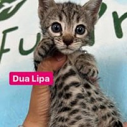 Photo of Dua Lipa