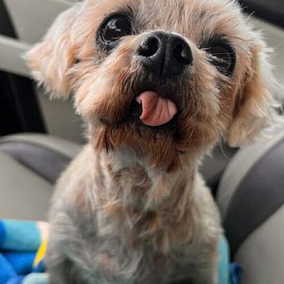 Tampa, FL - Shih Tzu/Shih Tzu. Meet Luna a Pet for Adoption - AdoptaPet.com