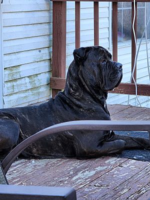 Stanwood, MI - Mastiff. Meet Odin a Pet for Adoption - AdoptaPet.com