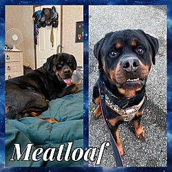 Photo of Meatloaf