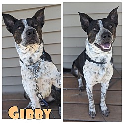 Photo of Gibby - NN