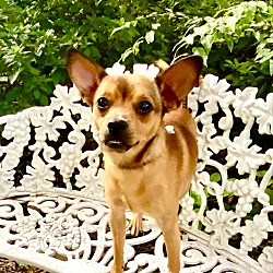 Thumbnail photo of Mac the Chihuahua Mix #3