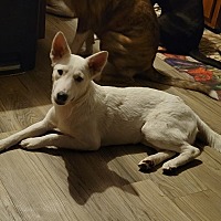 adopt a pet