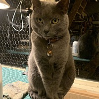 adopt a pet