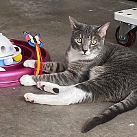 adopt a pet