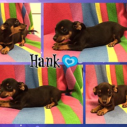Thumbnail photo of Hank #1