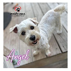 Photo of Angel - no longer accepting applications