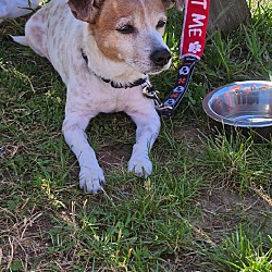 Photo of Dante-Courtesy Listing
