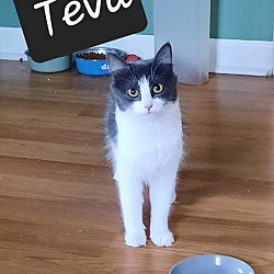 Thumbnail photo of Teva #2