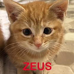 Photo of ZEUS kitten
