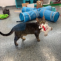 adopt a pet