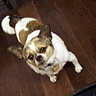 French Bulldog Puppies - Rescue and Adoption Near You