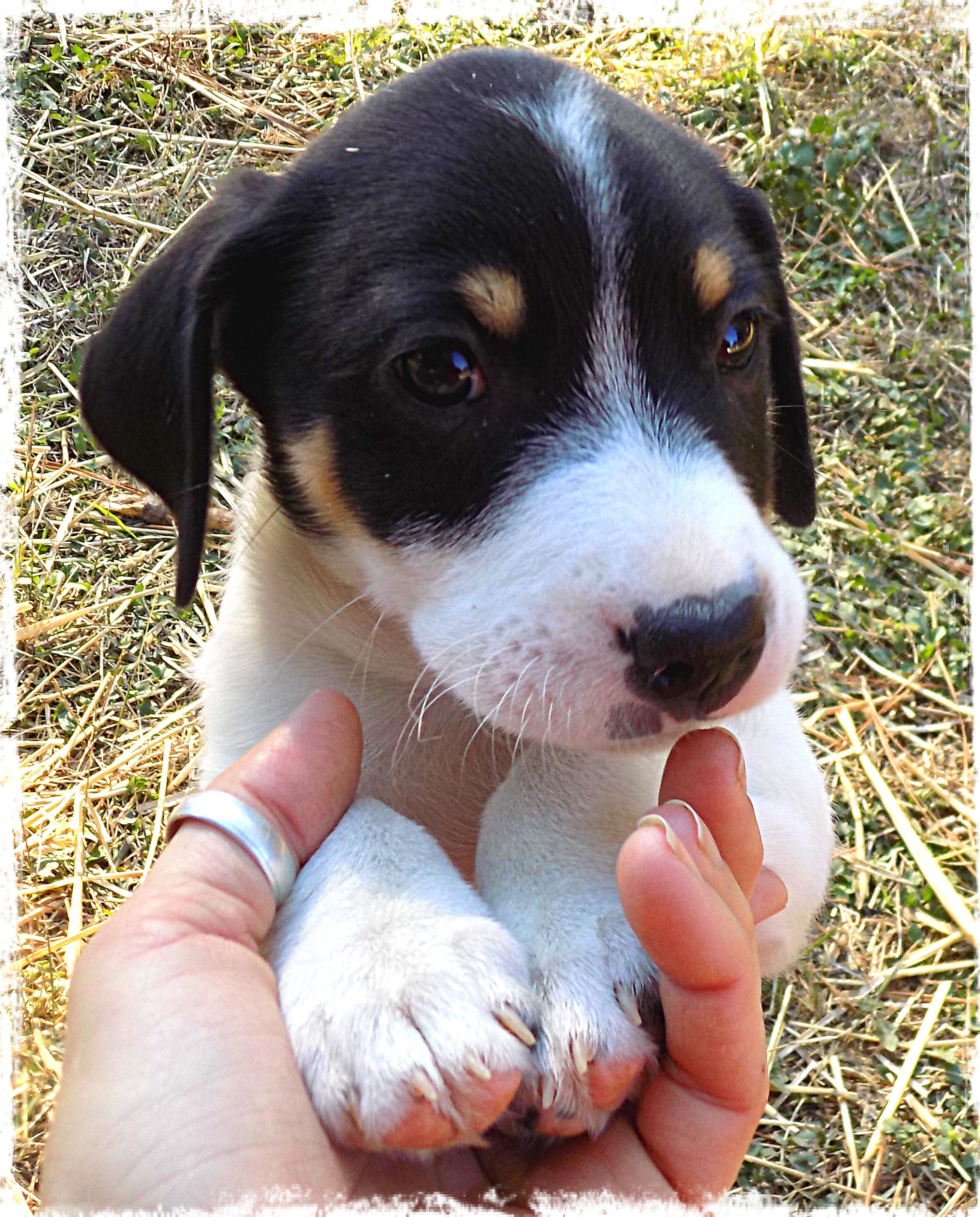 Austin Tx Beagle Meet Foxy S Puppies A Pet For Adoption