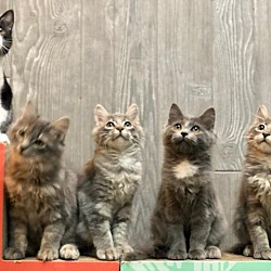 Photo of Kami's Kittens