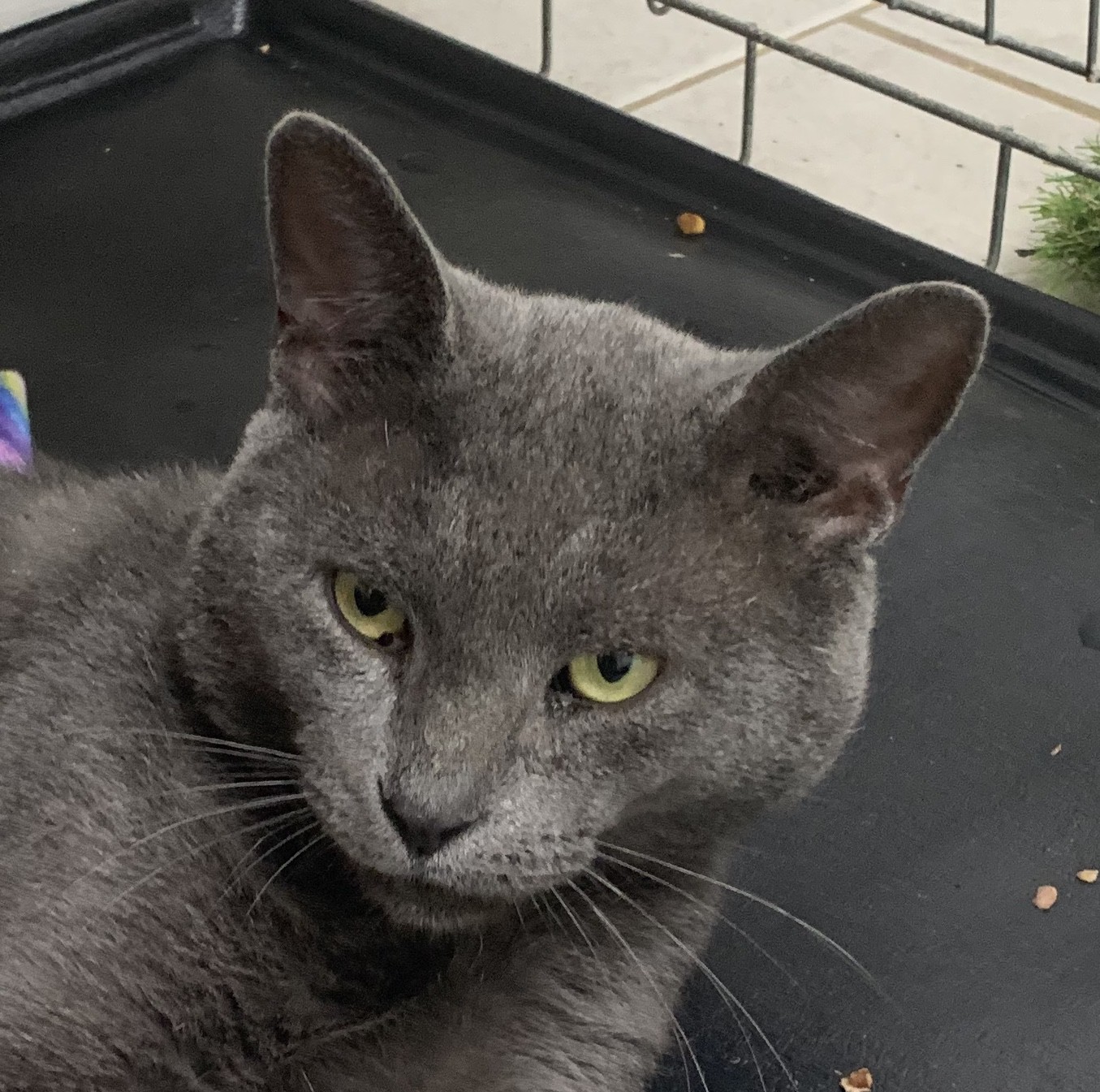 Adopt Blue A Gray Or Blue Russian Blue (short Coat) Cat In Medford in Medford 6004873685