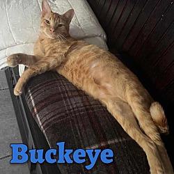 Photo of Buckeye