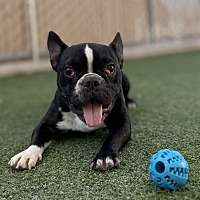 adopt a pet