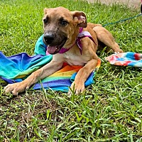 adopt a pet