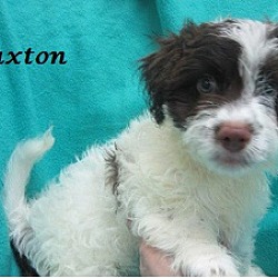 Thumbnail photo of Paxton #2