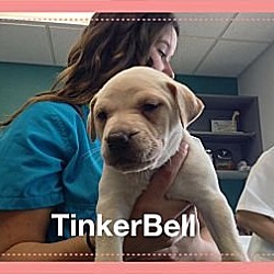Thumbnail photo of Tinker Bell #1