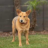 adopt a pet