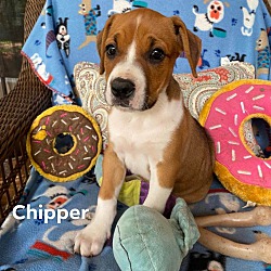 Photo of Chipper