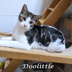 Thumbnail photo of Doolittle #4