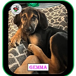 Thumbnail photo of Gemma - ADOPTED #3