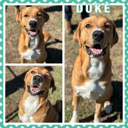 Photo of Duke CFS# 230048468
