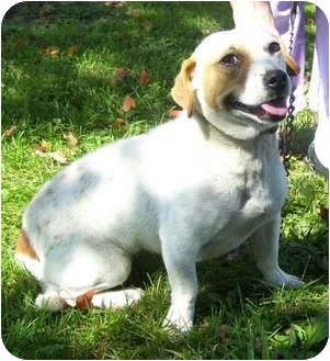 Staunton Va Basset Hound Meet Queenie A Pet For Adoption