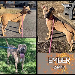 Photo of Ember