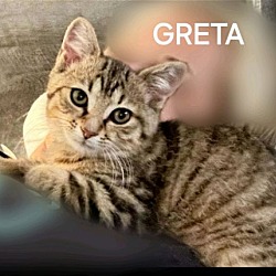 Photo of Greta (25-538)