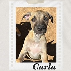 Thumbnail photo of Carla #1