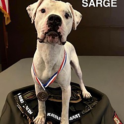 Photo of Sarge