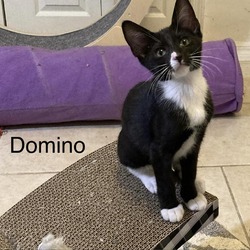 Thumbnail photo of Domino #2