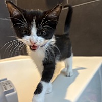 adopt a pet