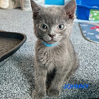 adopt a pet