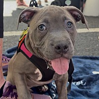 adopt a pet