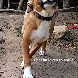 Thumbnail photo of Chacha - I love cats & Goats!! #3