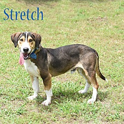 Thumbnail photo of Stretch #1