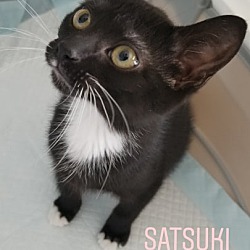 Thumbnail photo of Satsuki #3