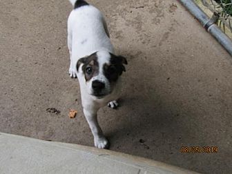 tractor supply dog chipping