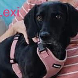 Photo of LEXI