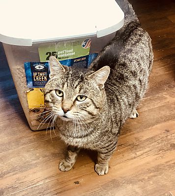 Smithers, BC - Domestic Shorthair. Meet Gord a Pet for Adoption ...