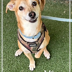 Thumbnail photo of MIKEY (rescue only) #4