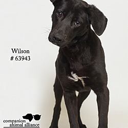 Thumbnail photo of Wilson #1