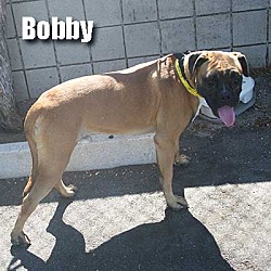 Thumbnail photo of Bobby #2