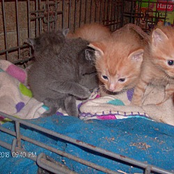 Thumbnail photo of BLUE EYES AND KITTENS #4