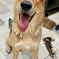 adopt a pet